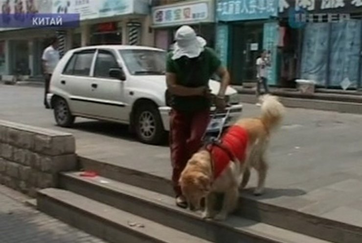 Слепые в Китае требуют, чтобы их пускали в общественные места с собаками-поводырями