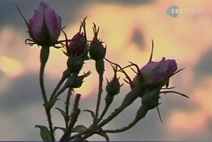 Жители Долины Роз в Болгарии устроили праздник цветов