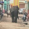 В Индии два слона напали на город Майсур