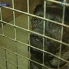 Московским собакам будут вживлять микрочипы
