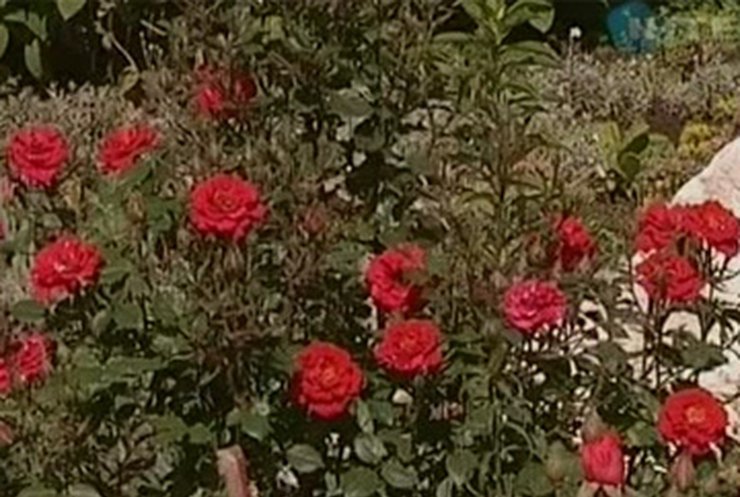 Жители Черновцов создали ботанический сад в миниатюре