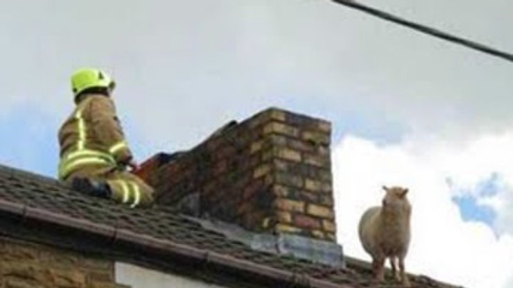 Овцу, застрявшую на крыше дома, спасал наряд британских пожарных