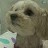 Японские собаки бьют рекорды долгожительства