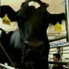 Китайские коровы будут производить молоко схожее с грудным