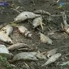 В ривненской реке Устье массово гибнет рыба