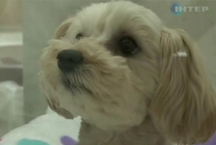 Японские собаки бьют рекорды долгожительства