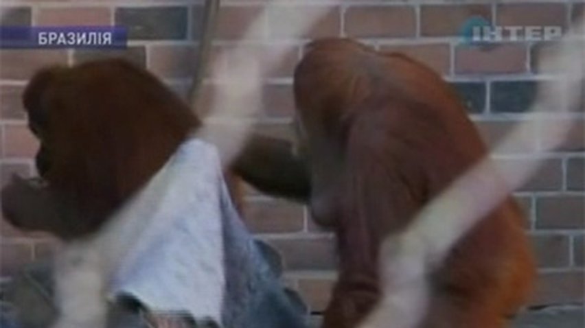 Из-за холодной зимы бразильским обезьянам раздадут одеяла