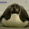 На пляже в Новой Зеландии нашли пингвина
