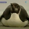 Потерявшийся пингвин проплыл 6 тысяч километров