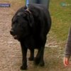 Самую толстую собаку Австралии посадили на диету