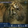 Путин подарил зоопарку Сеула двух сибирских тигров