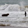 В Британии спасатели помогли быку выбраться из моря