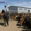 В Казахстане американские ковбои помогут увеличить надои