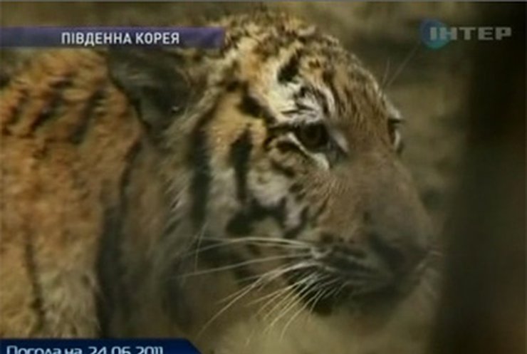 Путин подарил зоопарку Сеула двух сибирских тигров