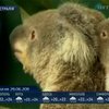 В сиднейском зоопарке впервые показали дитеныша коалы