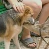 В Крыму собака "усыновила" детеныша косули