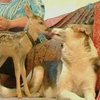 В Симферопольском зоопарке собака помогает выкармливать детеныша косули