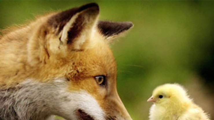 В Новосибирском зоопарке прекратили дружбу лисы и петуха
