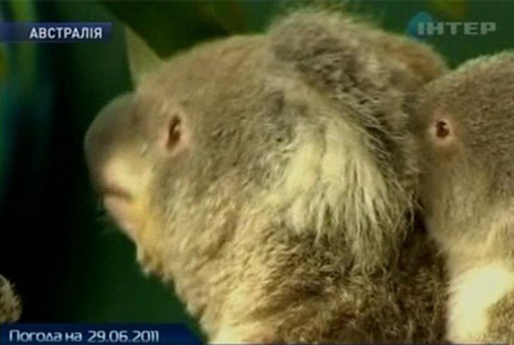 В сиднейском зоопарке впервые показали дитеныша коалы