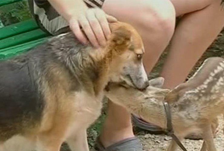 В Крыму собака "усыновила" детеныша косули