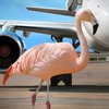 Фламинго заблокировал работу английского аэропорта