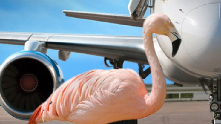 Фламинго заблокировал работу английского аэропорта