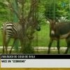 В кубинском зоопарке появился "зеброид"