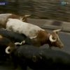 В Испании начинаются знаменитые забеги с быками