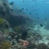 В Крым  съезжаются любители подводной рыбалки