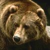 Американский велосипедист врезался в медведя
