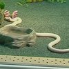 В Ялтинском зоопарке поселилась двухголовая змея