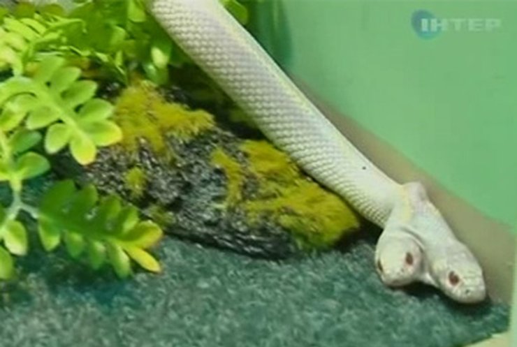 В Ялтинском зоопарке появилась двухголовая змея-альбинос
