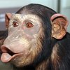 У обезьян найден смертельно опасный для человека вирус