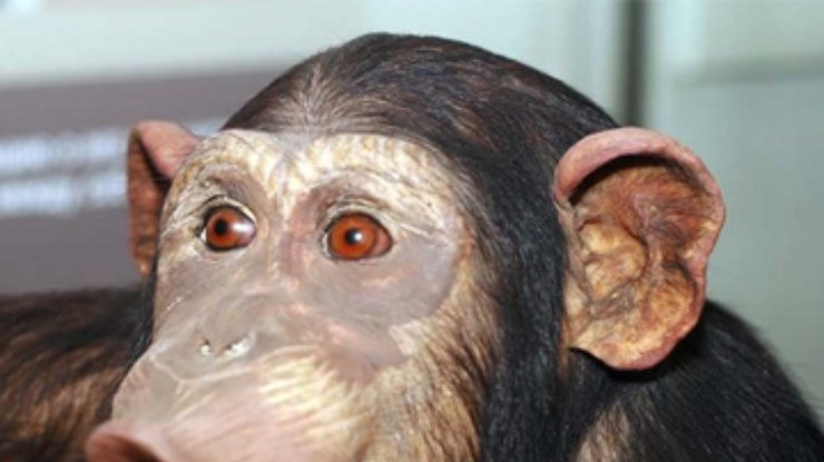 У обезьян найден смертельно опасный для человека вирус