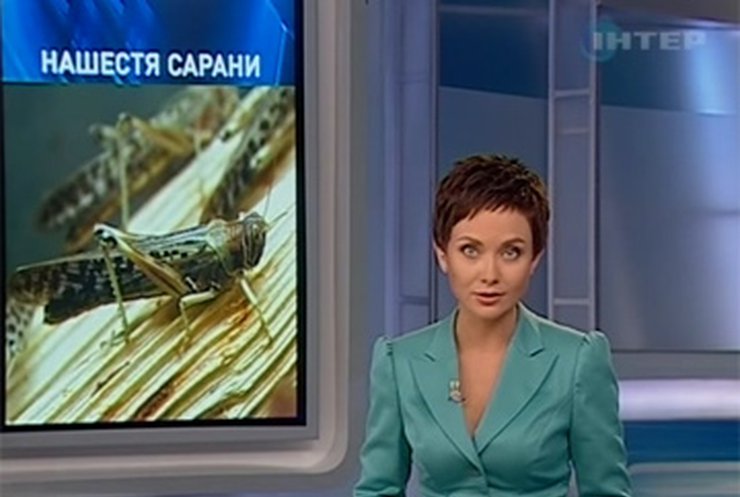 На Харьковщине нашествие саранчи