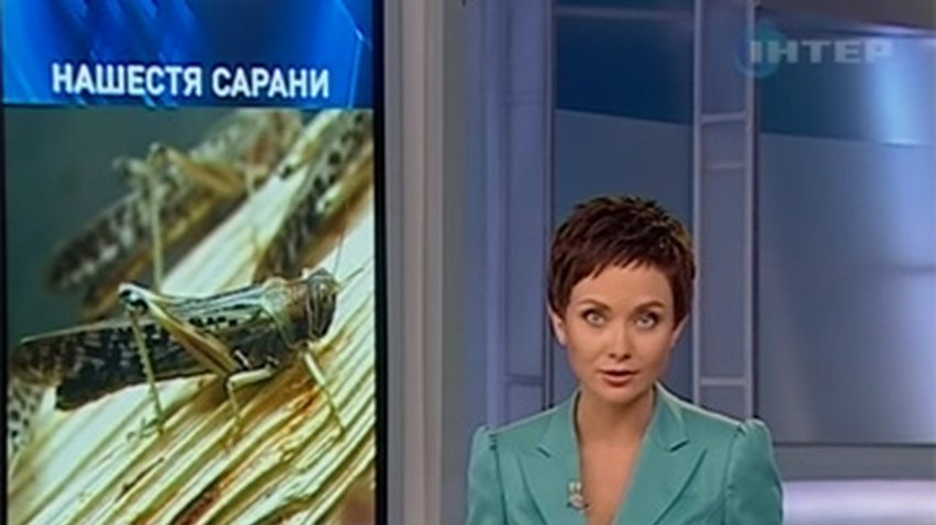 На Харьковщине нашествие саранчи