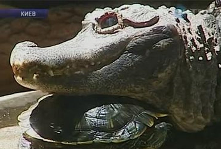 В Киевском зоопарке отпраздновали день крокодила