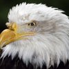 Ветеринар спас травмированную птицу методом искусственного дыхания