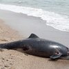 Экологи: Убийство дельфинов на Кинбурнской косе хотят замолчать
