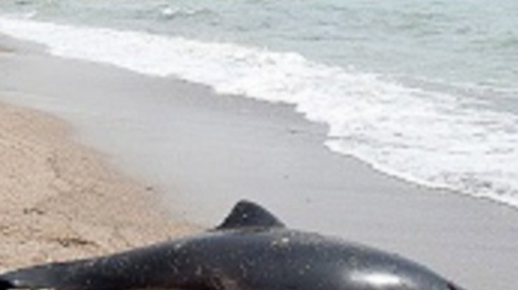 Экологи: Убийство дельфинов на Кинбурнской косе хотят замолчать