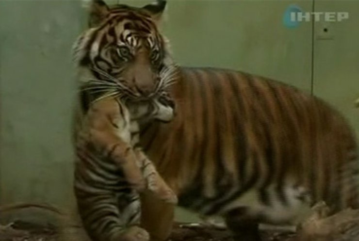 В зоопарке Франкфурта представили суматранских тигрят