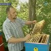 В Украине продолжается сбор меда