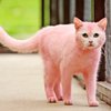 На улицах Китая нашли розовых котят