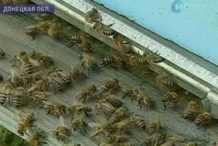 Пасечники боятся, что жара приведет к гибели пчел