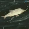 На Кременчугском водохранилище массово гибнет рыба
