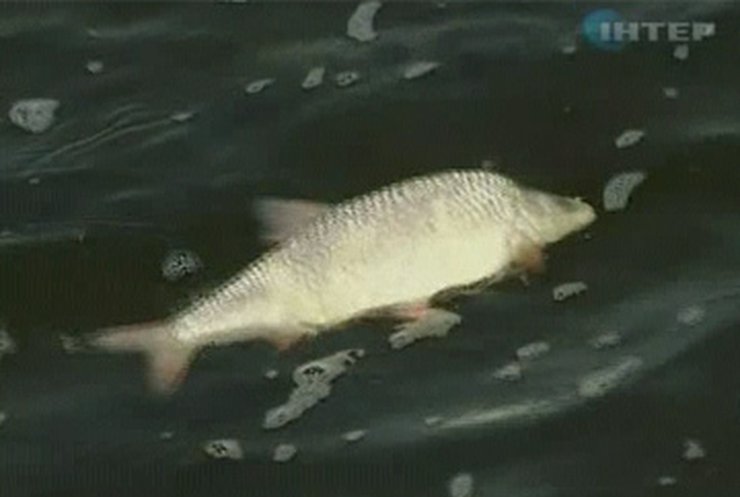 На Кременчугском водохранилище массово гибнет рыба