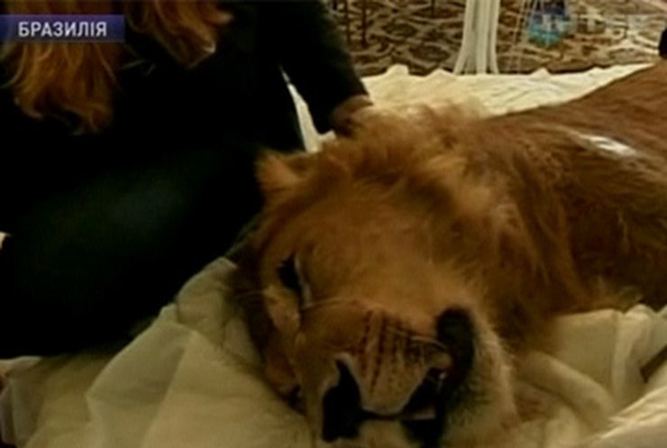 В Бразилии спасают парализованного льва