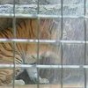 В Ялтинском зоопарке зверей пытаются спасти от жары