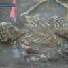 Археологи обнаружили останки половецкого воина в Донецкой области