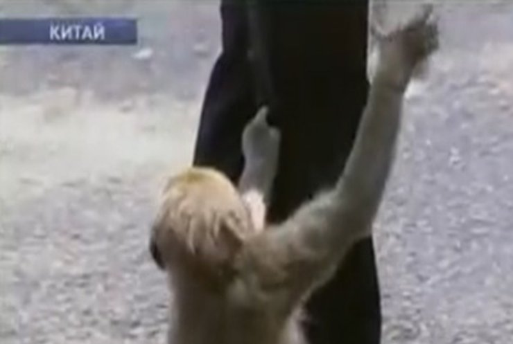 В китайских зоопарках людей учат,  как вести себя с макаками